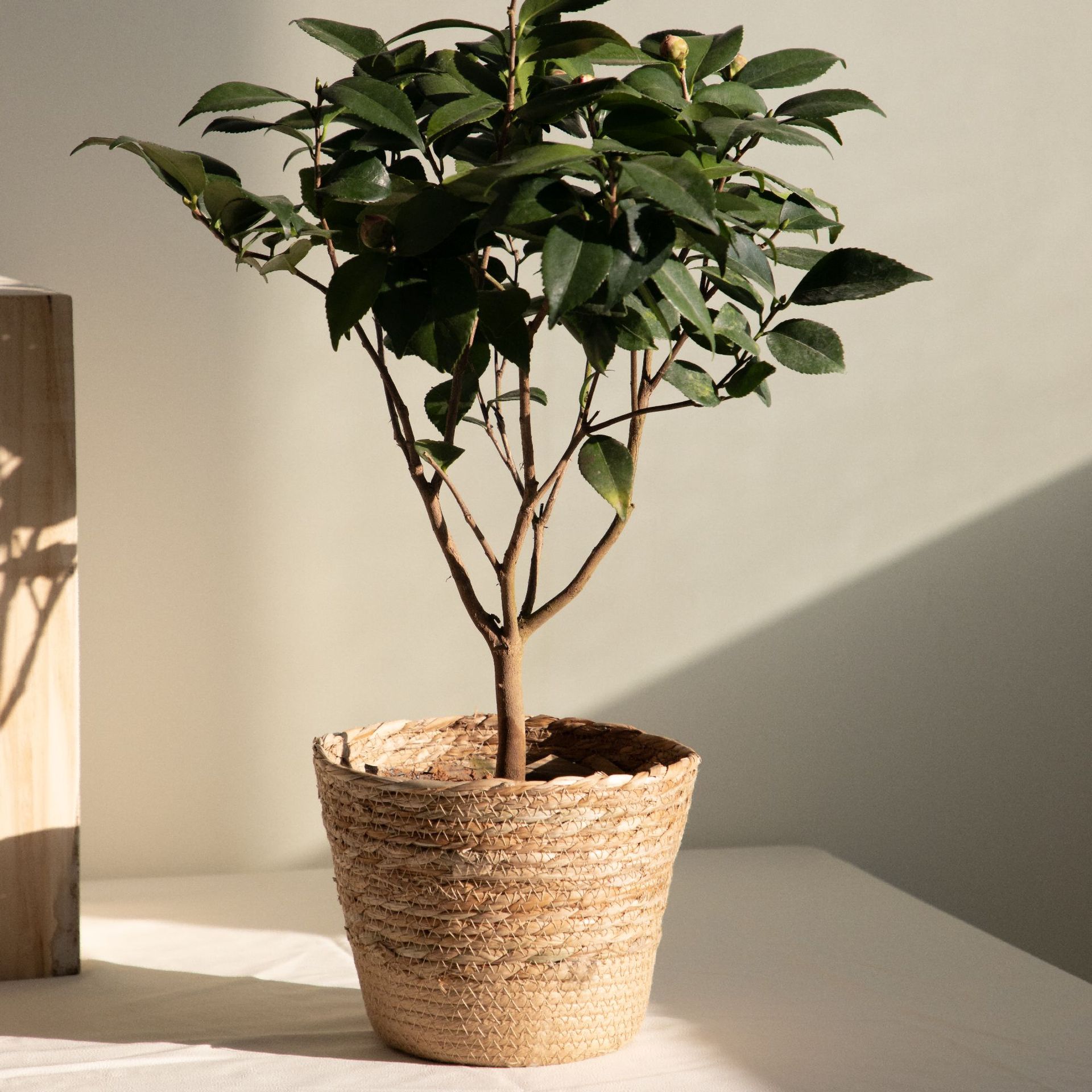 ตะกร้าเก็บของทอแบบอเนกประสงค์, - Rattan Plant Basket บทวิจารณ์และราคา