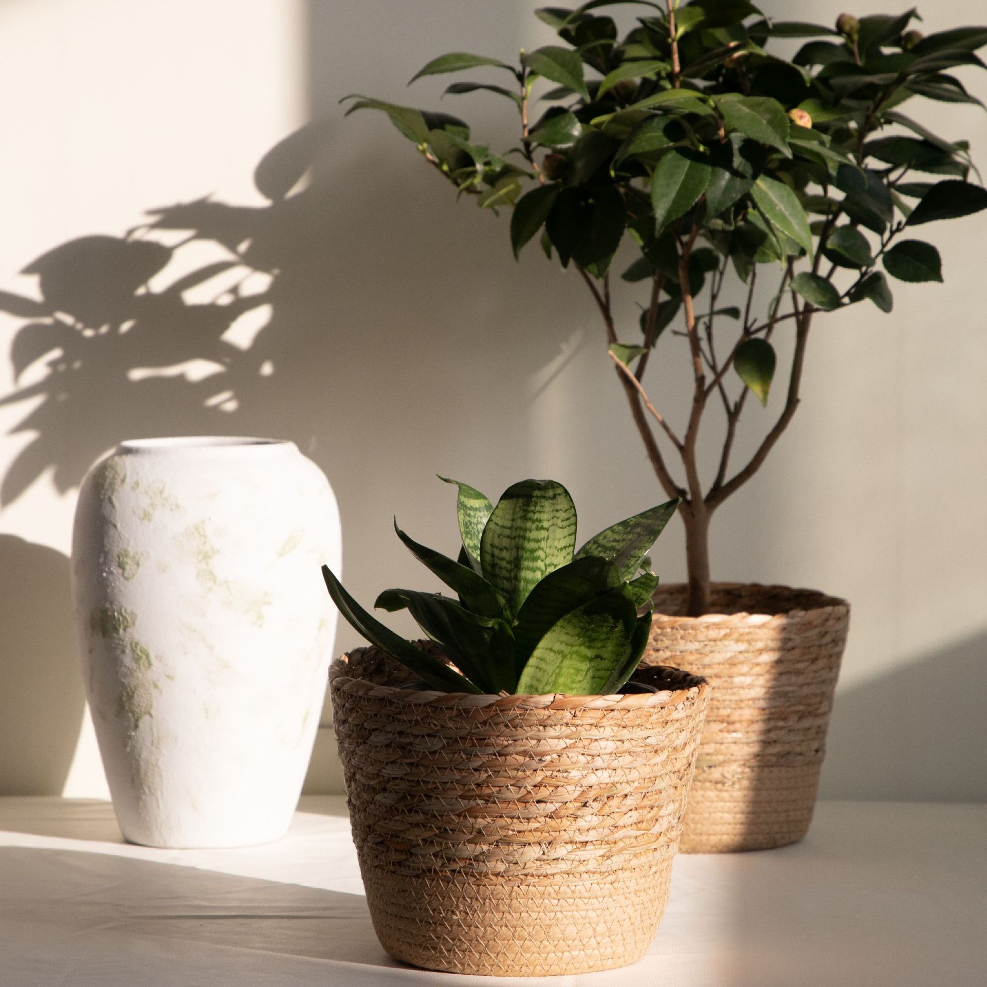 ตะกร้าเก็บของทอแบบอเนกประสงค์, - Rattan Plant Basket บทวิจารณ์และราคา